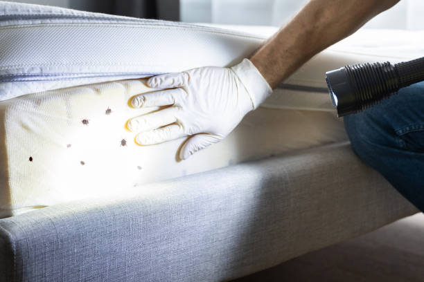 Best Wasp Removal Services  in Newark, OH