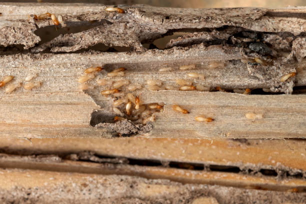 Best Pest Prevention Services  in Newark, OH